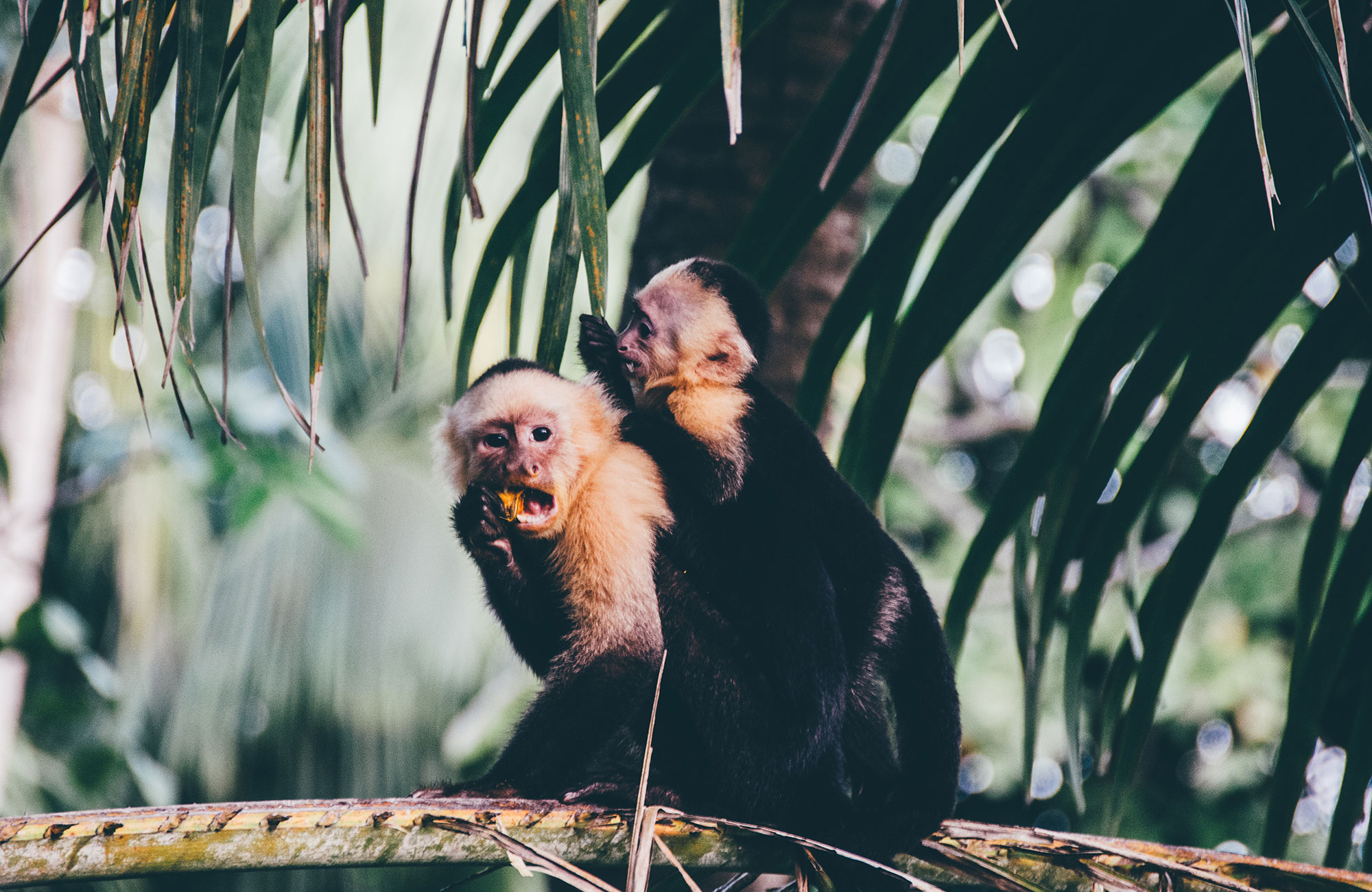Image of two capuchin monkeys in Central America - KILROY