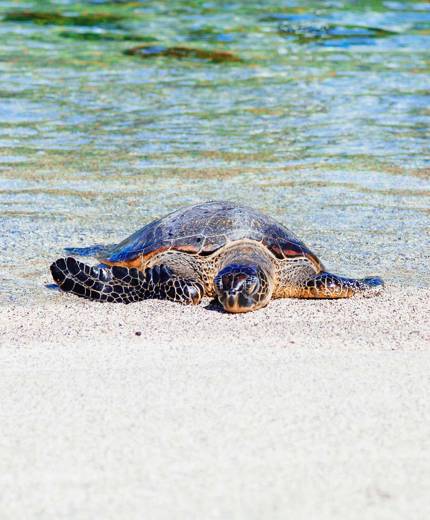 Image of a baby turtle on a sandy beach - KILROY