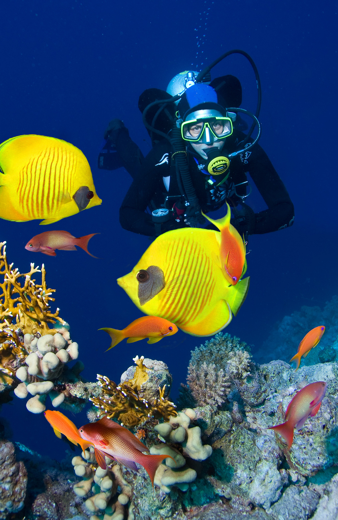 Image of a diver looking at colourful fish near a coral reef in Fiji - KILROY