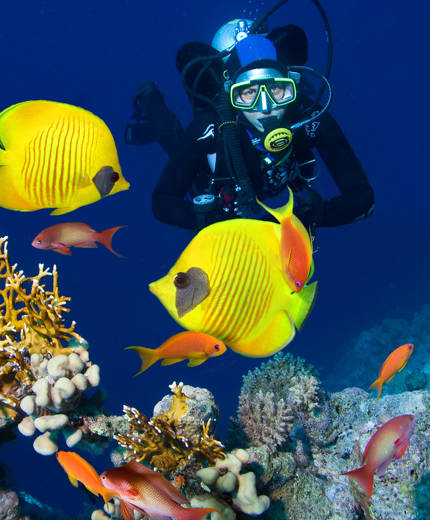 Image of a diver surrounded by vibrant coloured fish in the waters of Oceania - KILROY
