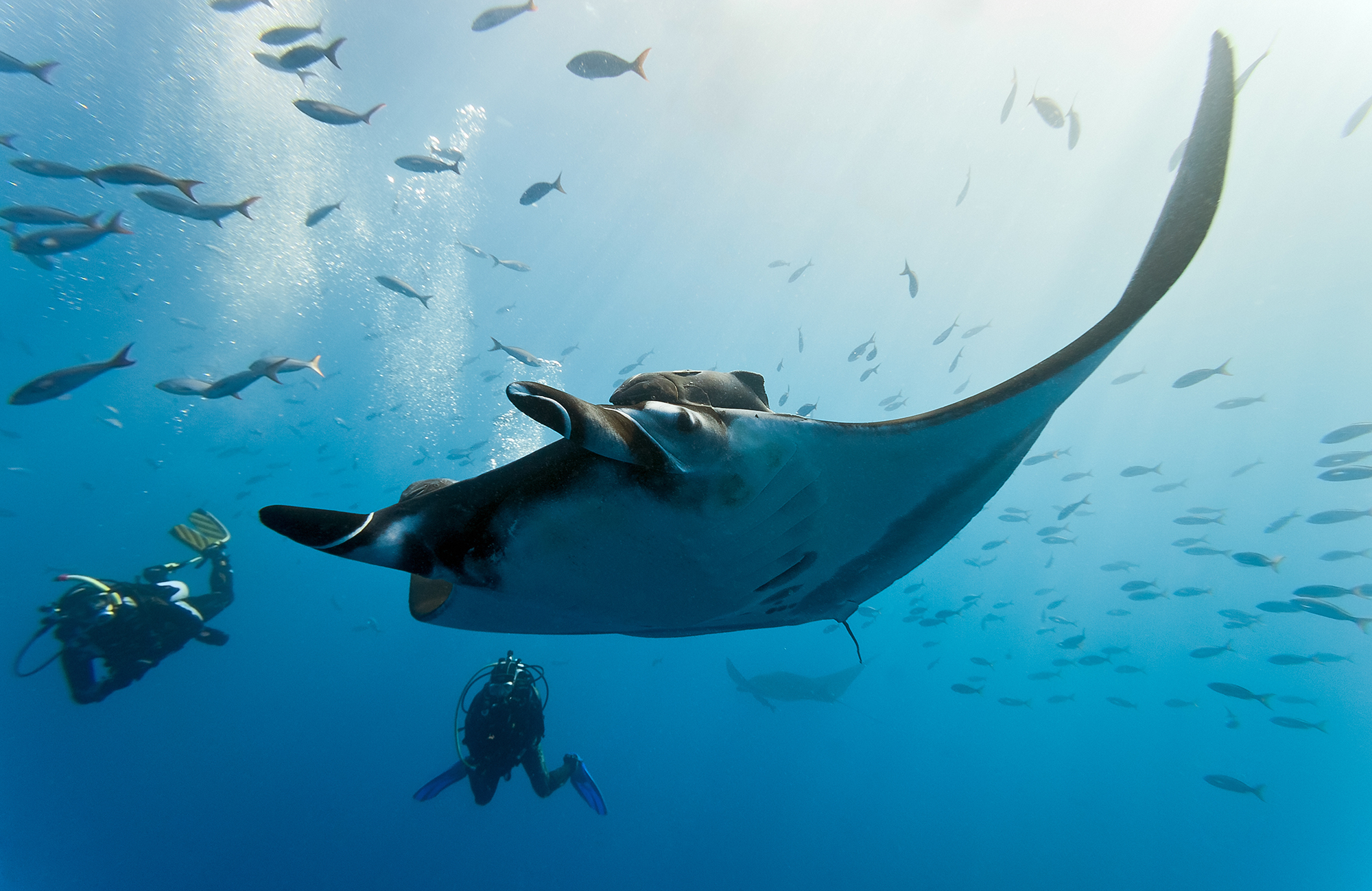 Image of divers with a manta ray in the waters of Oceania - KILROY