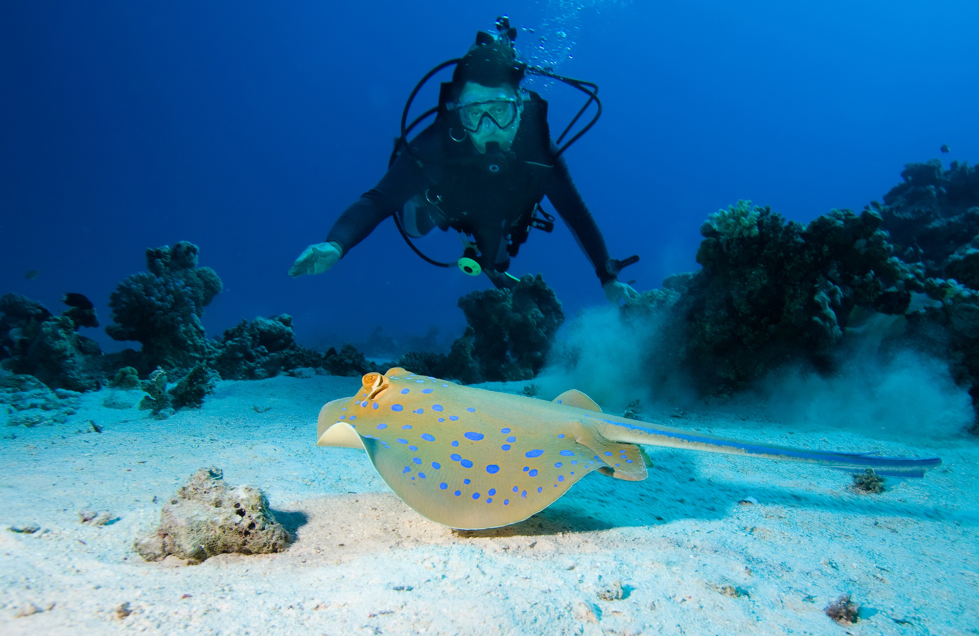 Image of a diver near the ocean floor looking at a colourful fish in Australia - KILROY