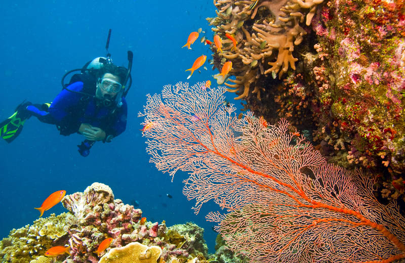 Diver in the blue oceans of Australia, with some very colourful coral and orange fish in the foreground
