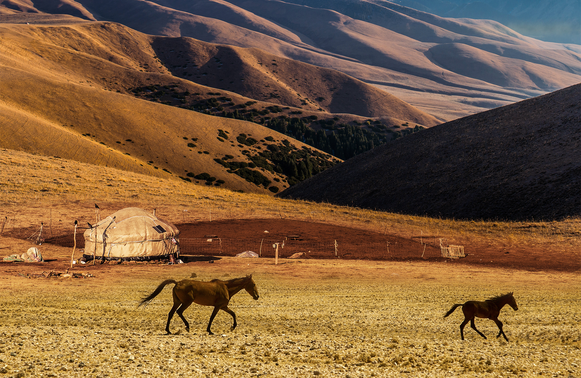 Image of horses running across the steppe of Kyrgyzstan - KILROY