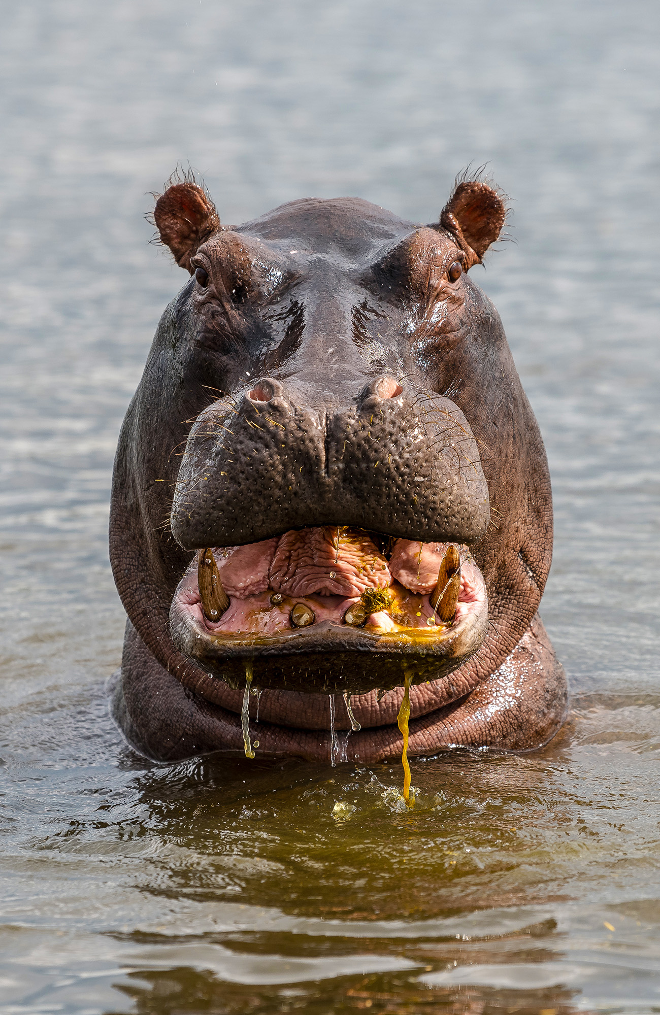 Image of a hippo in Botswana - KILROY
