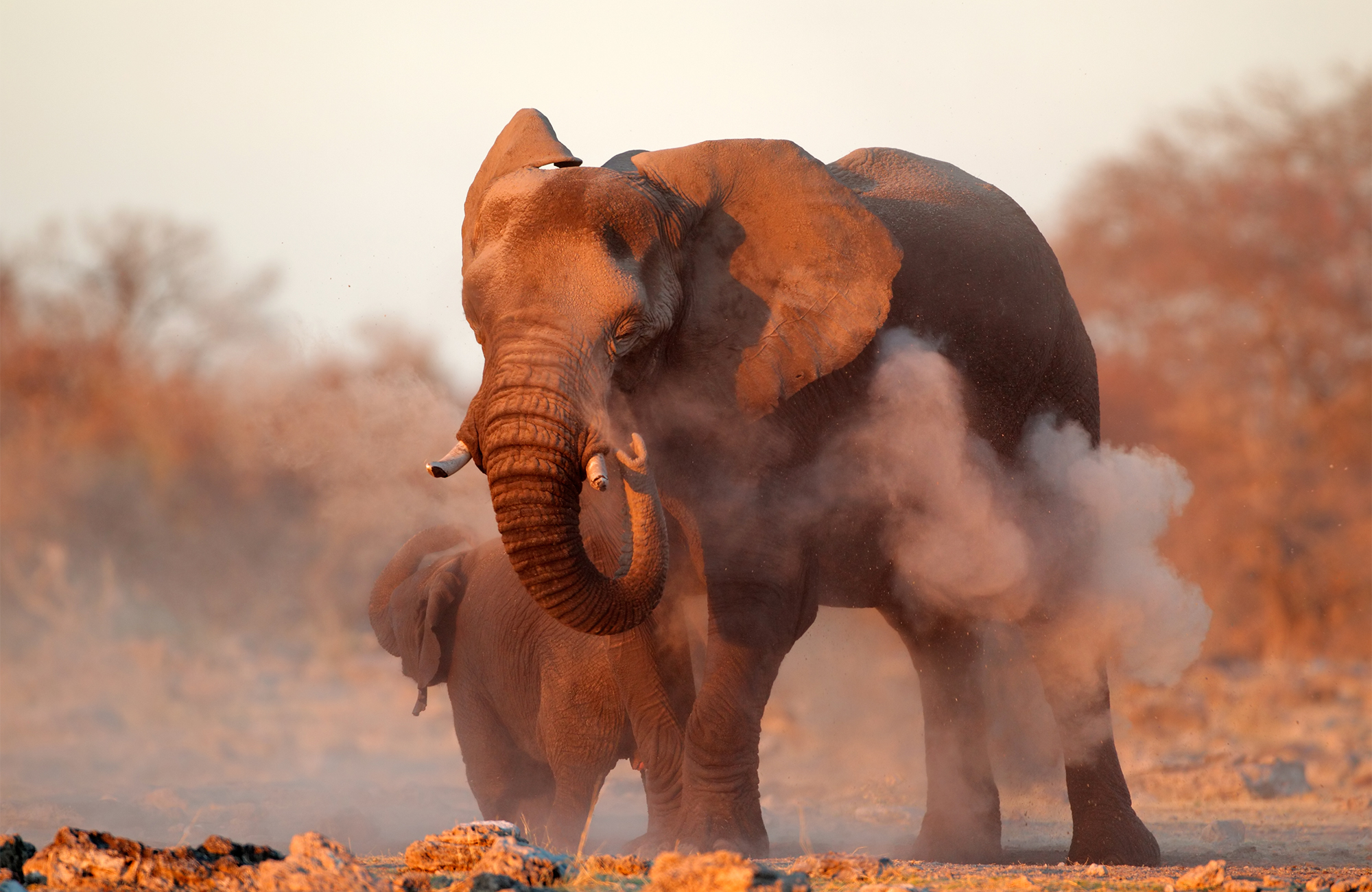 Image of a mother elephant with her young in the dusty landscapes of Namibia - KILROY