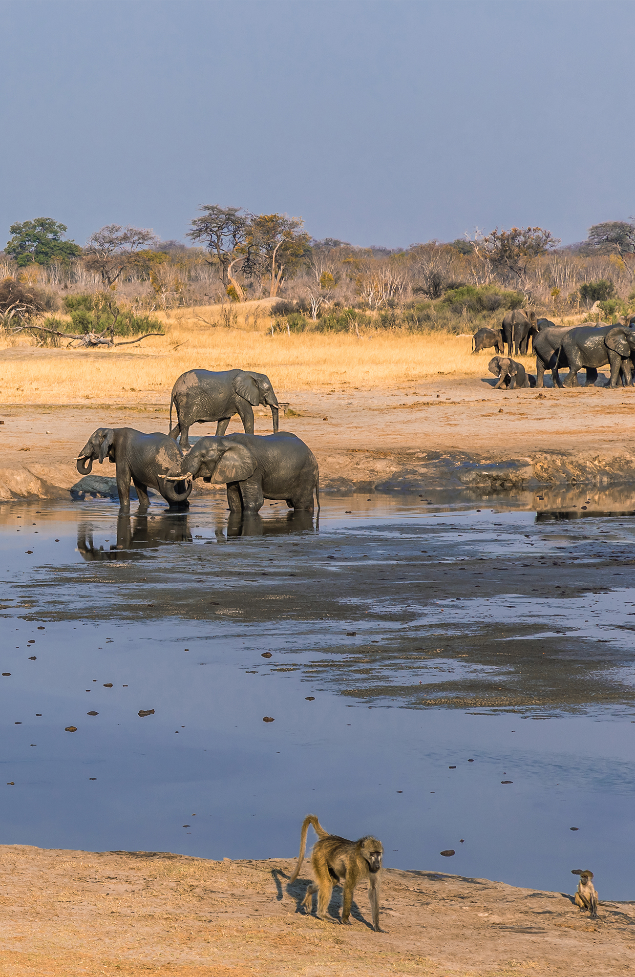 Image of elephants bathing in a mud pool in Zimbabwe - KILROY