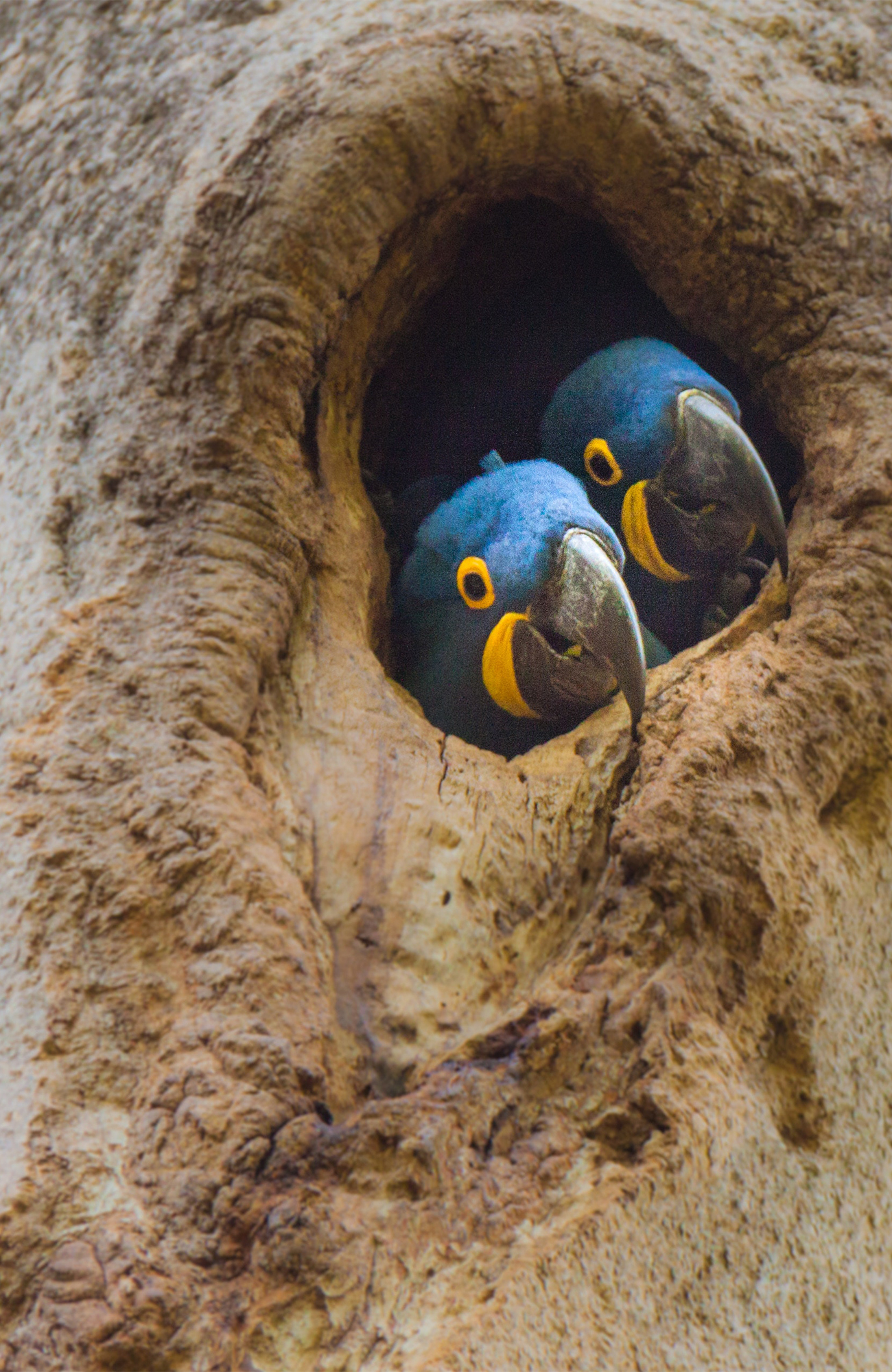 Image of two blue parrots in the Amazon rainforest in Brazil - KILROY