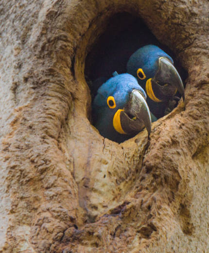 Image of two blue parrots in the Amazon rainforest in Brazil - KILROY