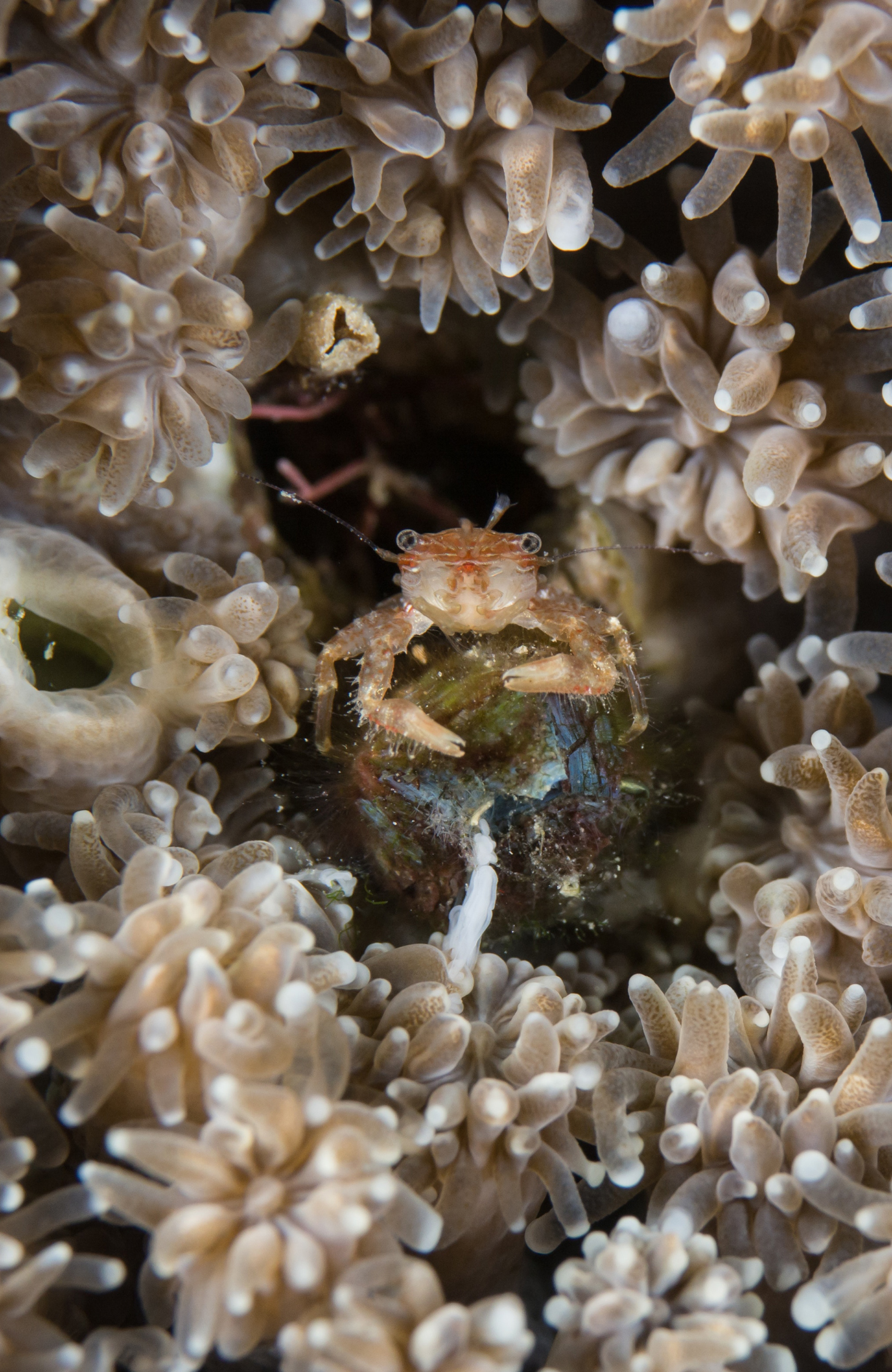 Image of a sea creative in coral at a marine conservation project in Croatia - KILROY