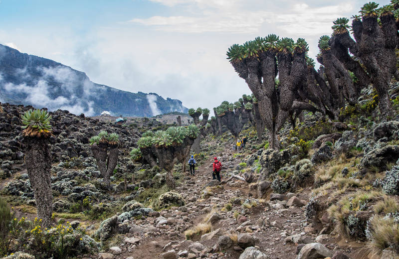 Image of hikers on a trail on Mount Kilimanjaro - KILROY
