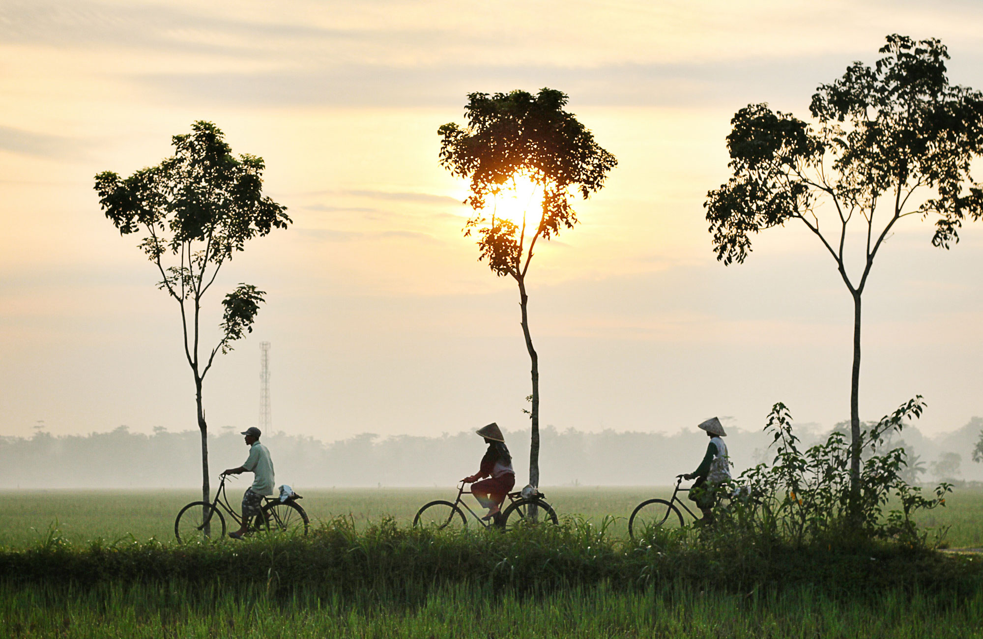 Meaningful travel in Thailand - Biking through rice fields - Blog - KILROY