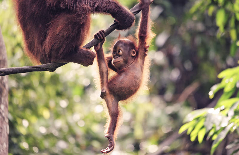 The 8 best activities in Malaysia | Backpacking Malaysia | KILROY