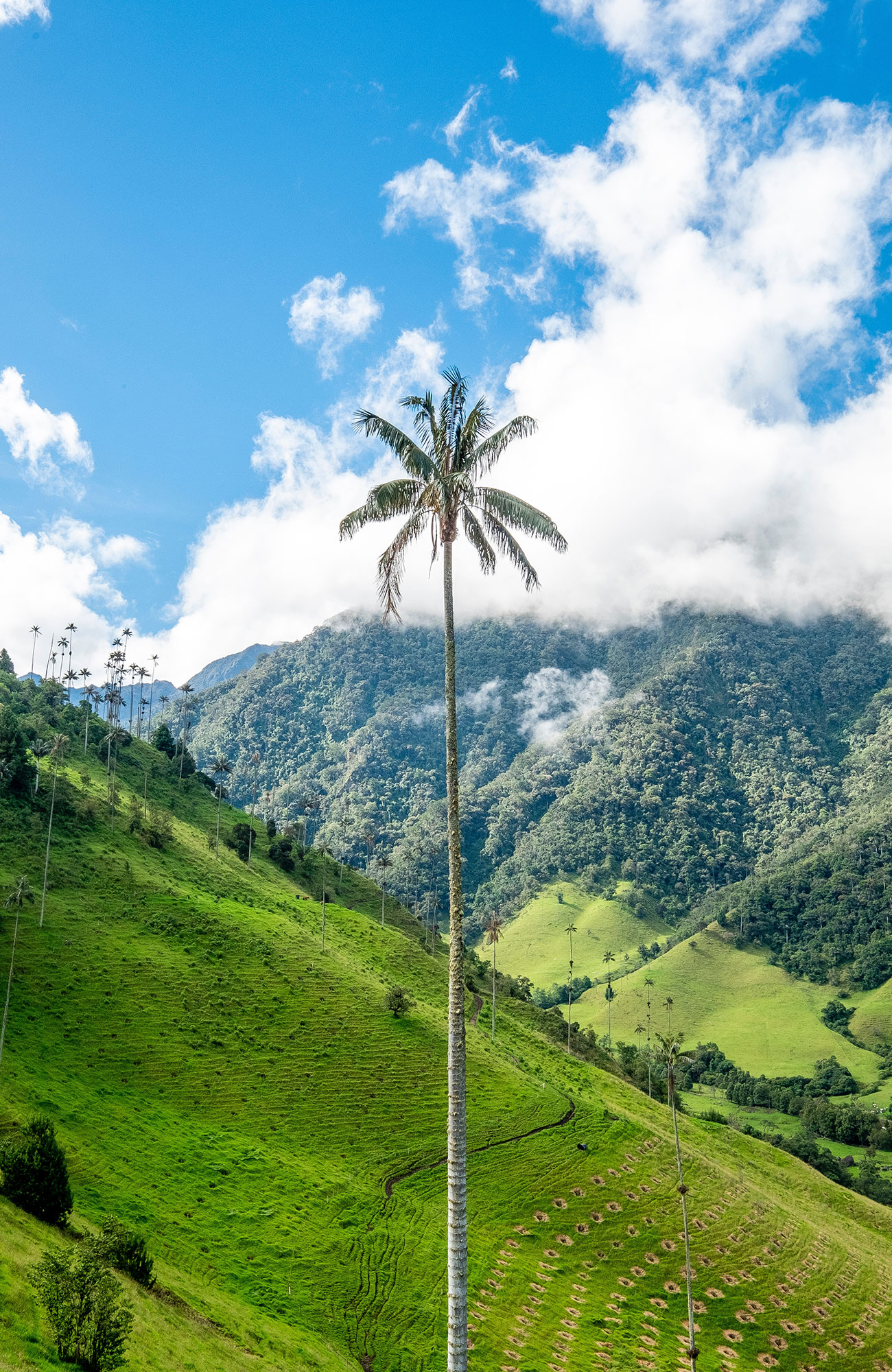 Image of a giant palm tree near Salento in Colombia - KILROY
