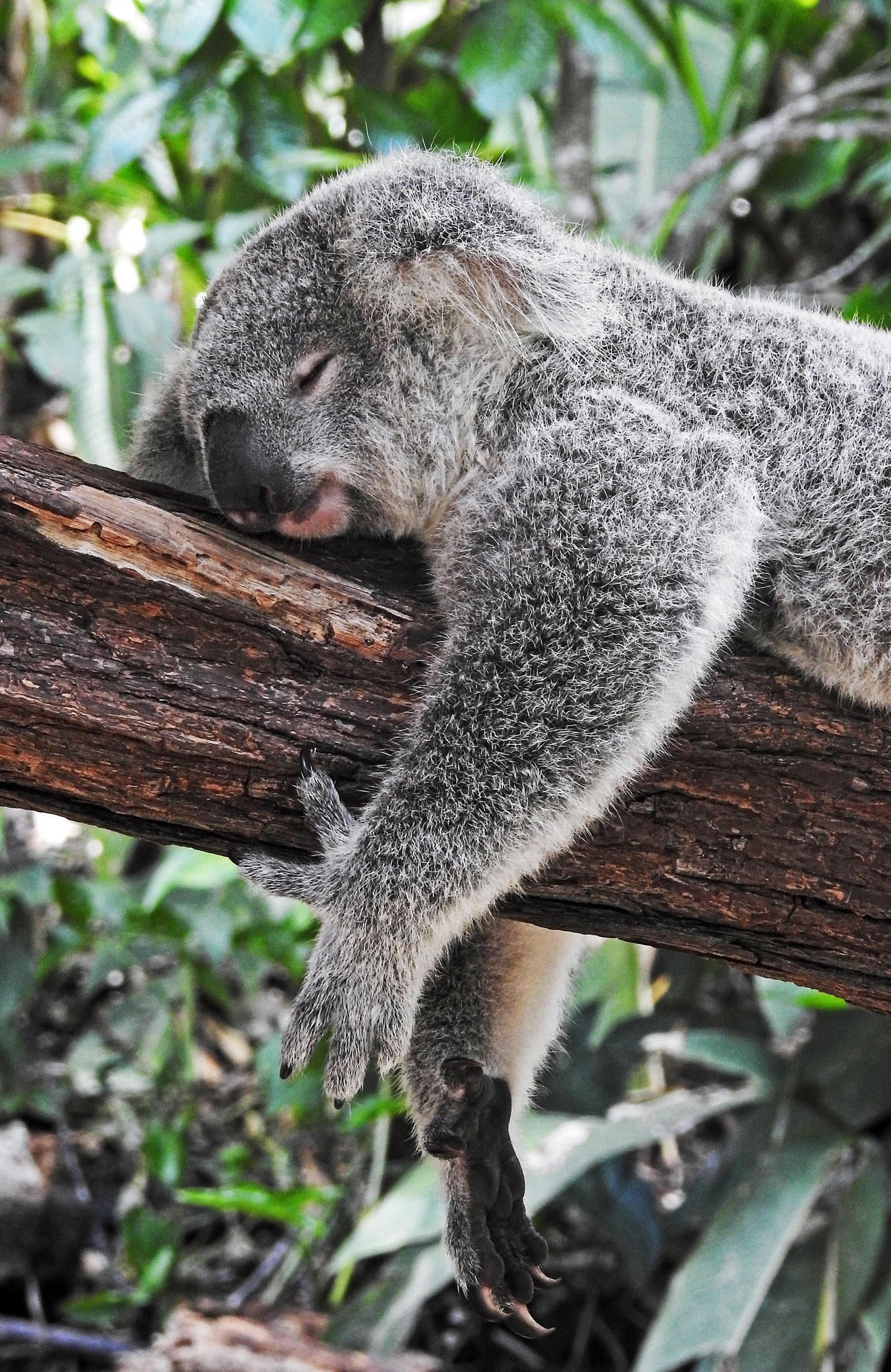 Image of a koala resting on a tree branch in Australia - KILROY