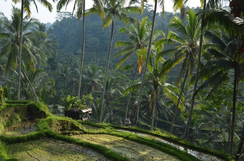 Rice fields and palm trees surrounding the village of Ubud in Bali, Indonesia - KILROY