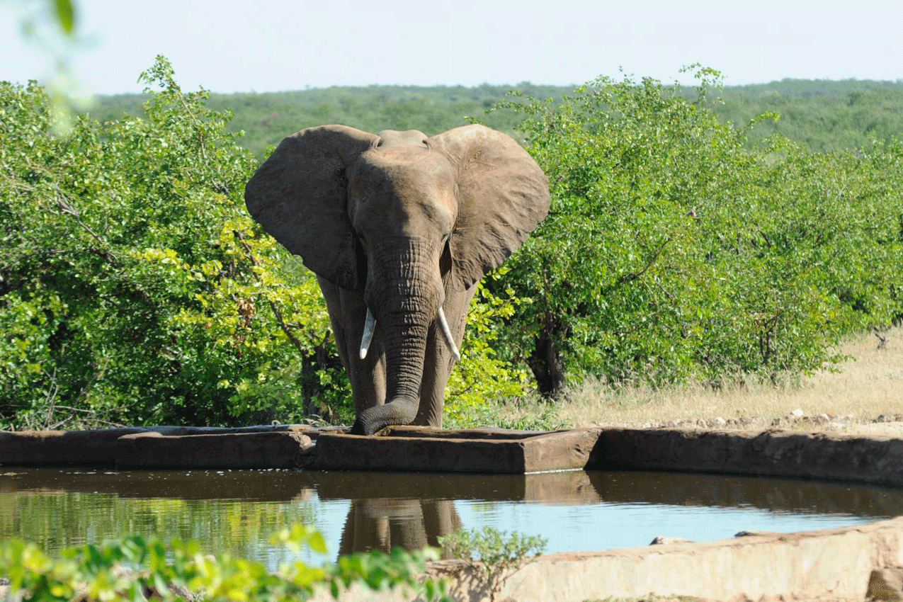 Elephant drinking at a waterhole at the Botswana Wild project - KILROY