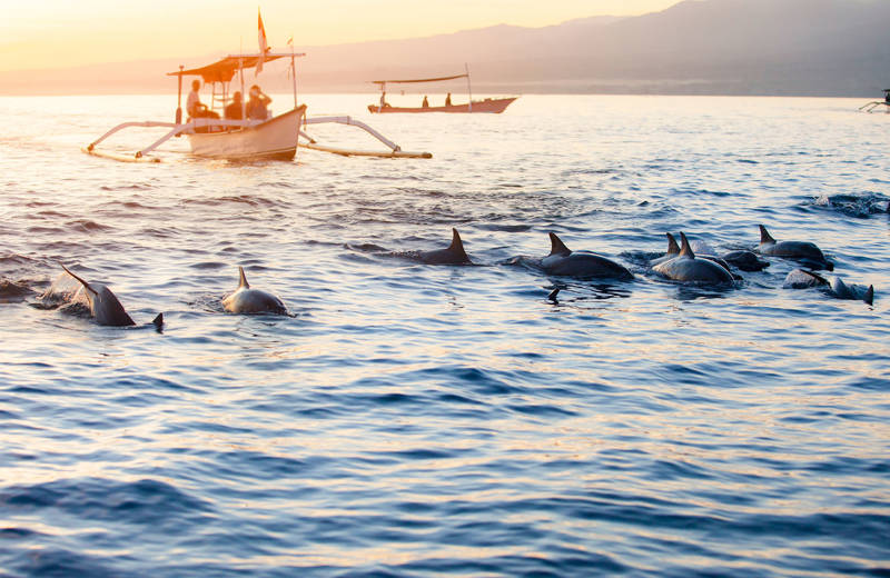 Dolphins in the ocean near Lovina on Bali