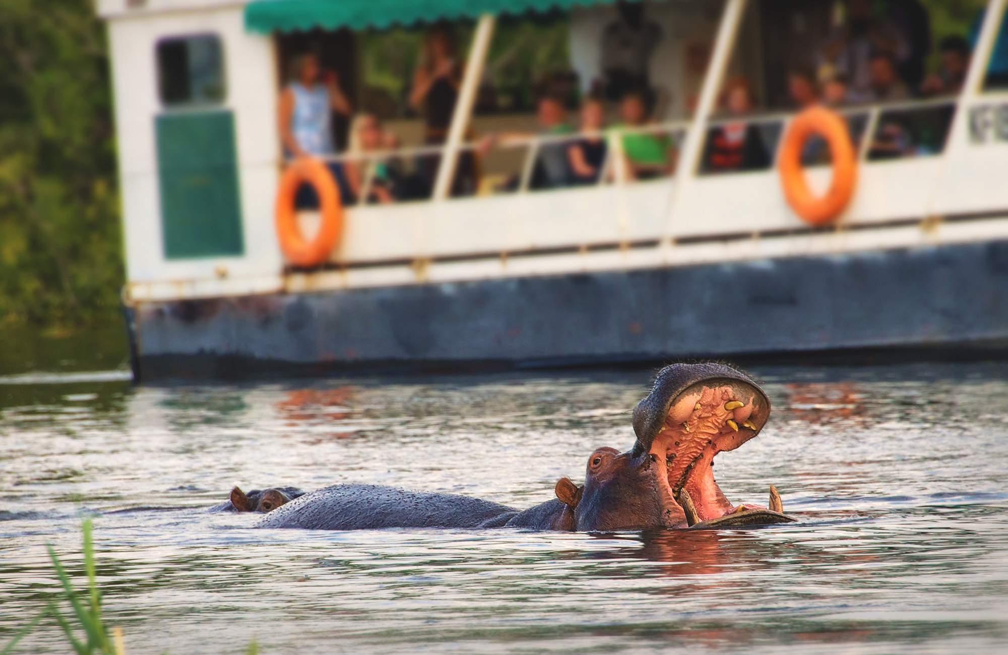 Image of a hippo in the Zambezi River in Zimbabwe with a sightseeing boat in the background - KILROY