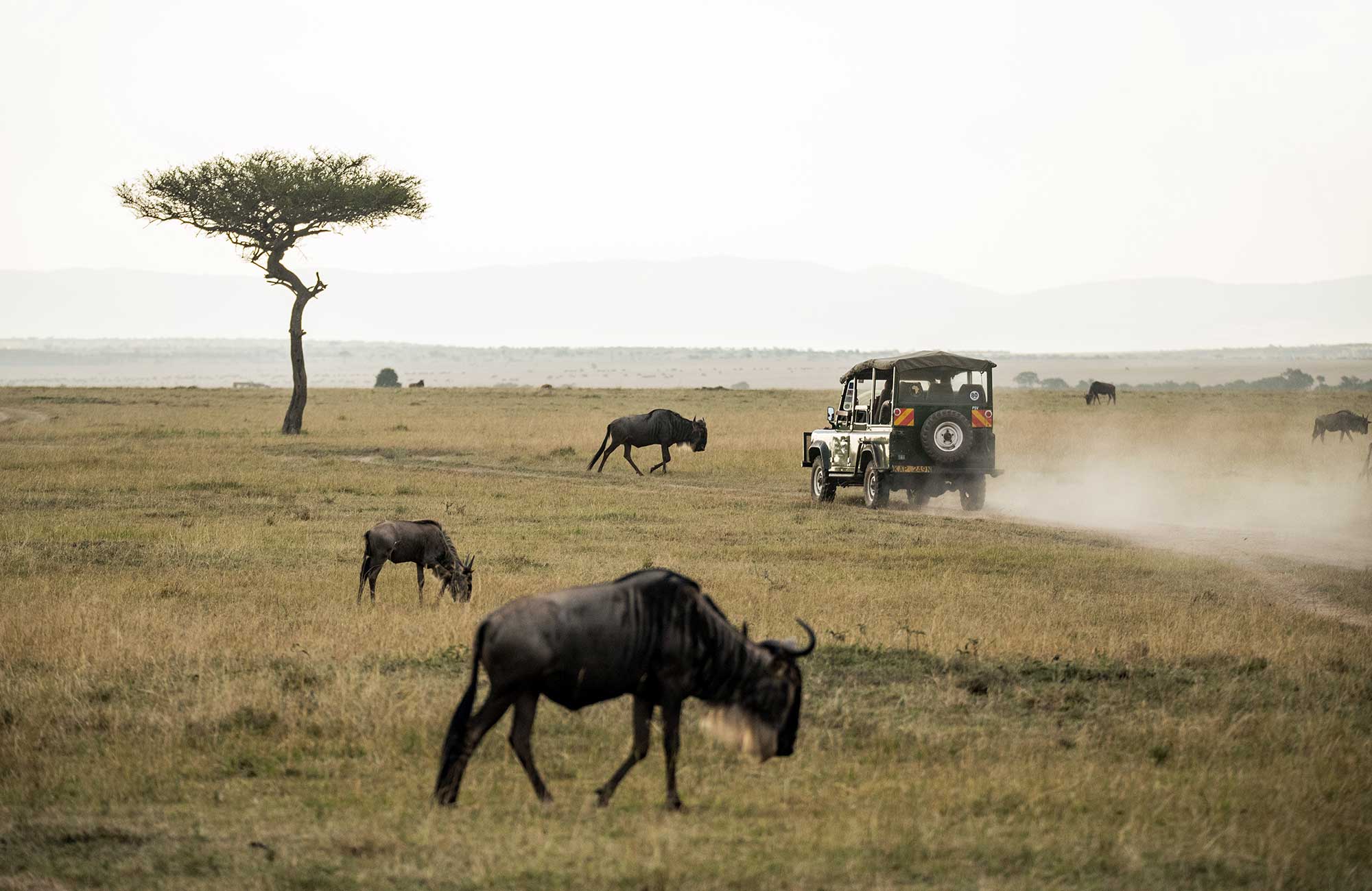 buffalos-and-overland-truck-masai-mara-kenya-africa