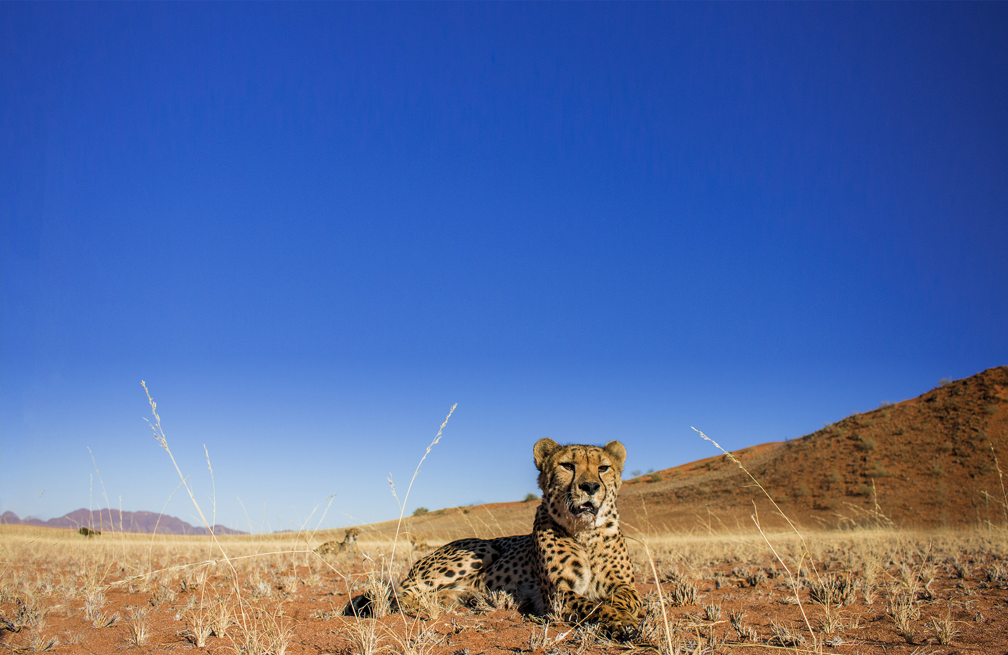 Image of a cheetah at a wildlife sanctuary where you can volunteer in Namibia - KILROY