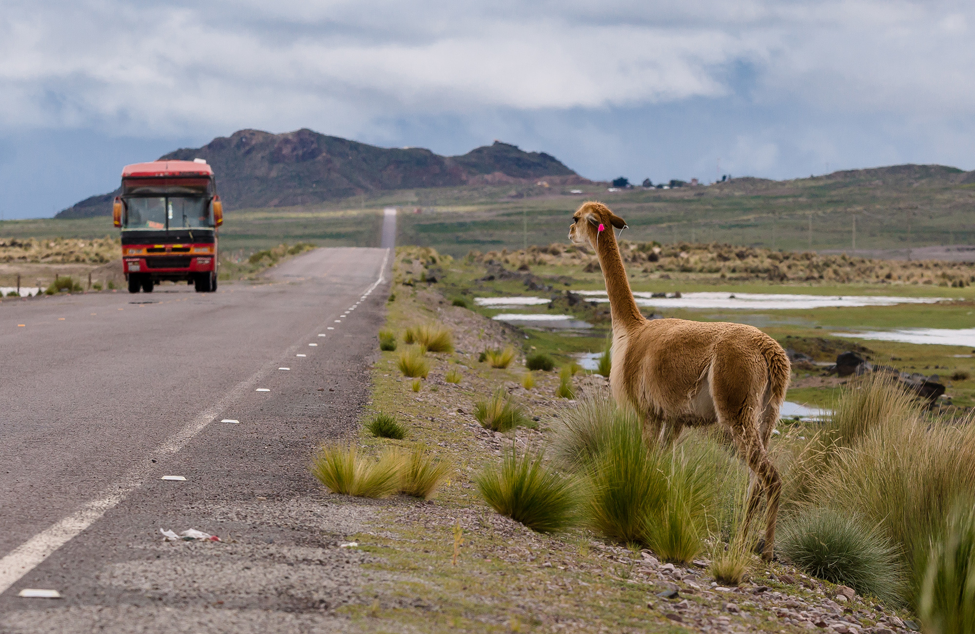 Image of a bus travelling along a highway with a guanaco on the side of the road in Latin America - KILROY