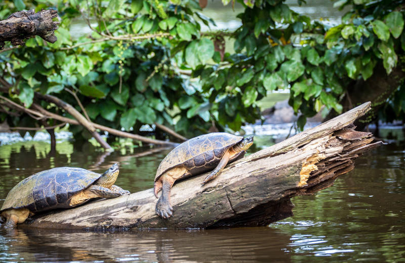 Turtles on a log in Tortuguero National Park, Costa Rica