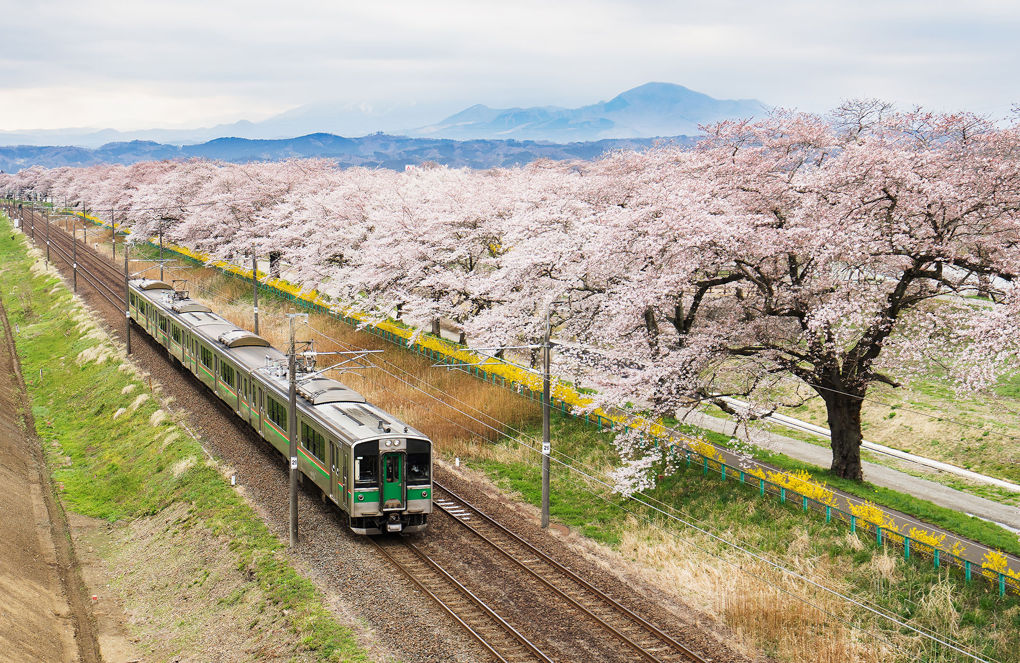 Image of a train in Japan moving alongside trees with pink cherry blossom - KILROY