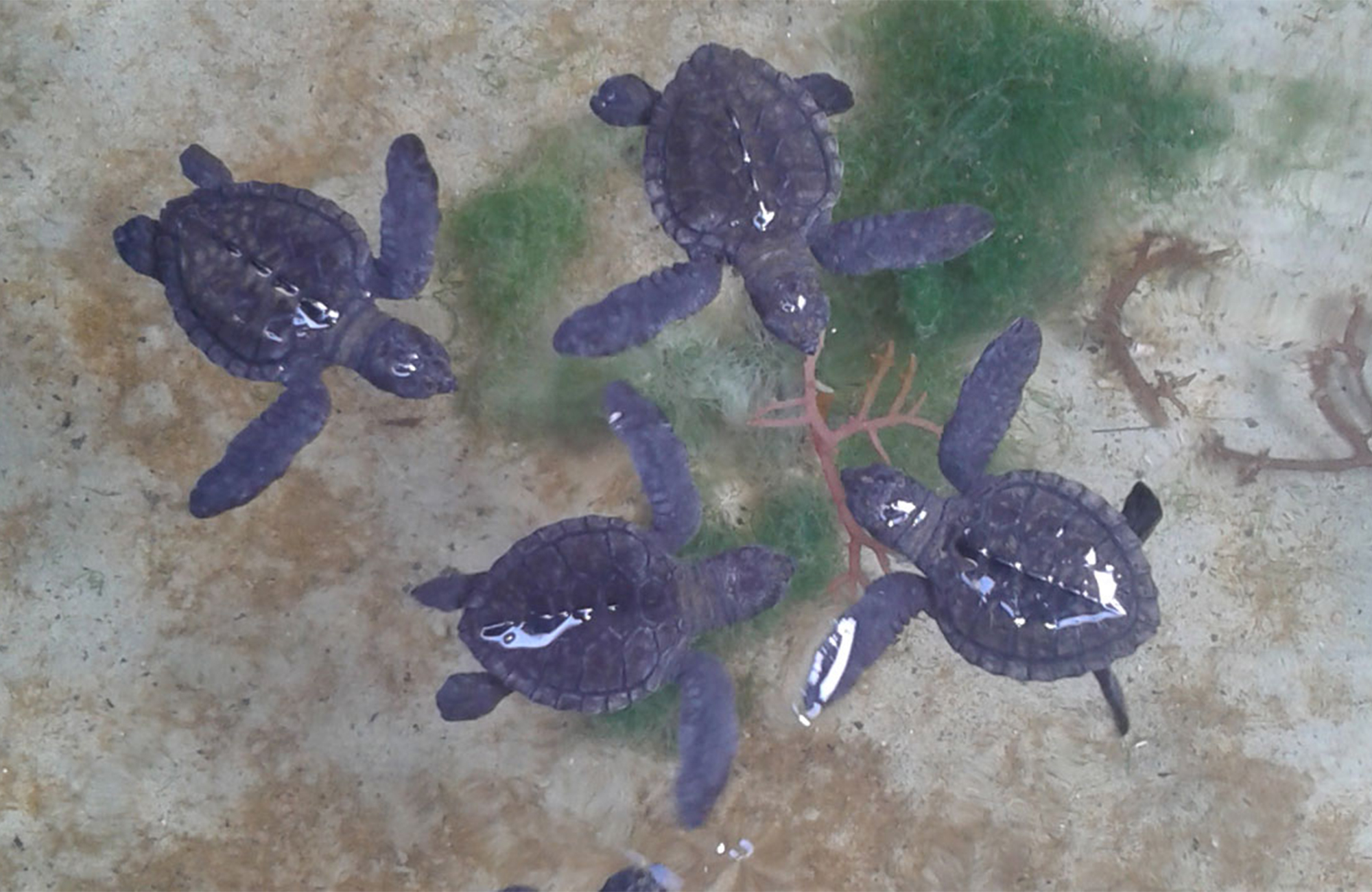 Image of a baby turtles floating in a tank at a volunteer project in Bali - KILROY