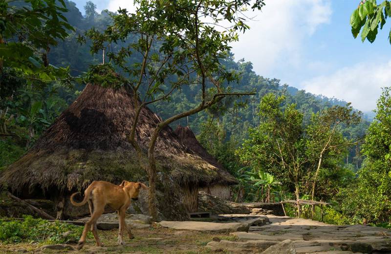 Image of a dog near a palm-thatch hut near the Lost City in Colombia - KILROY