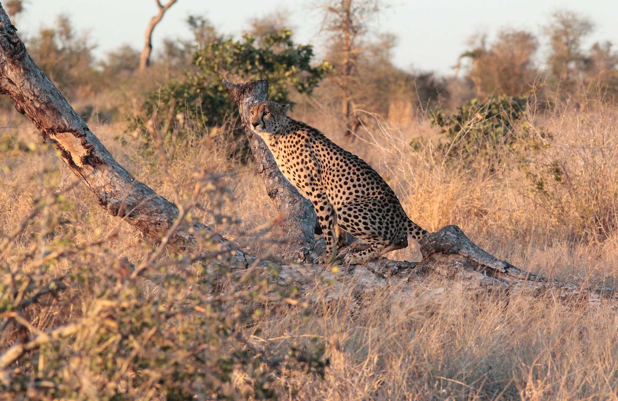 Image of a cheetah perched on a fallen tree branch in the Kruger National Park in South Africa - KILROY