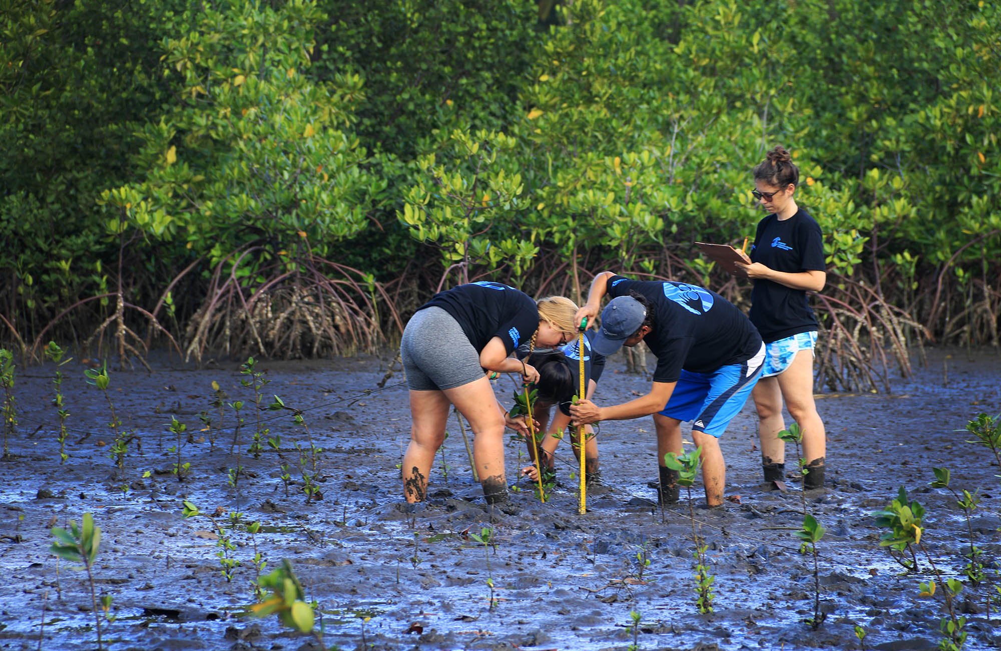 Image of volunteers measuring plants in a mangrove in the Philippines - KILROY