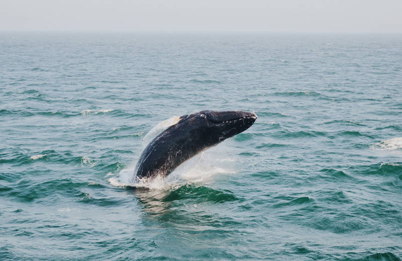 Humpback whale jumping in the ocean off the southern coast of South Africa