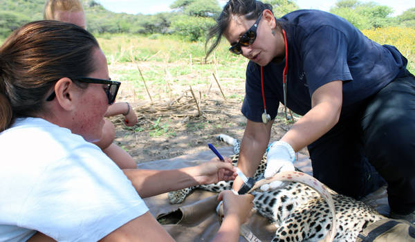 Volunteer Africa Namibia SAVE Leopard Collaring (1)
