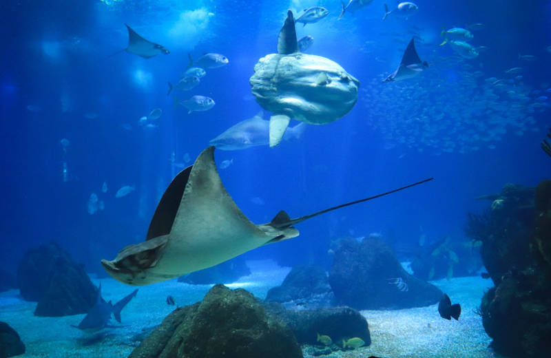 Underwater life on Nusa Lembongan in Indonesia with plenty of Manta Rays, and even a large Ocean Sunfish, also called Mola Mola.
