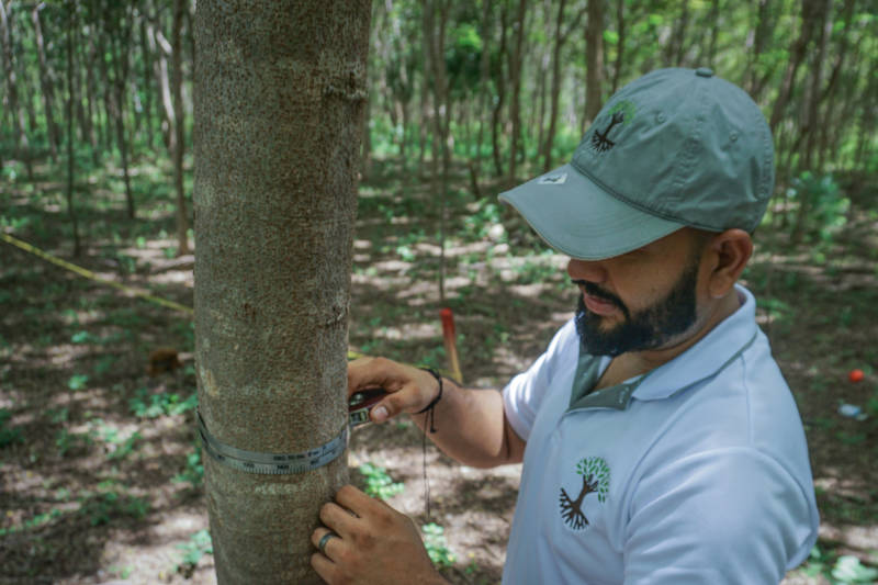 MyClimate worker checking the growth and health of the trees