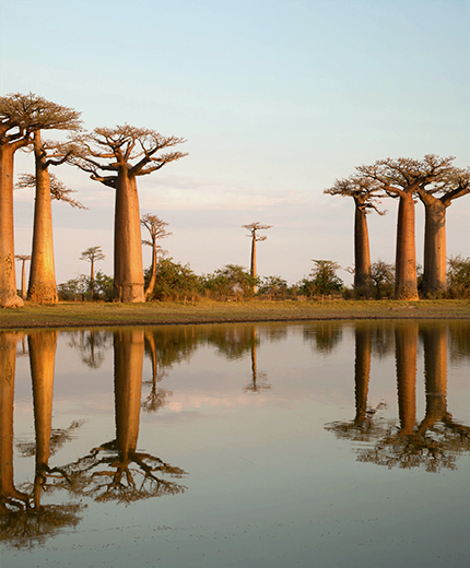 Image of baobab trees in Madagascar - KILROY