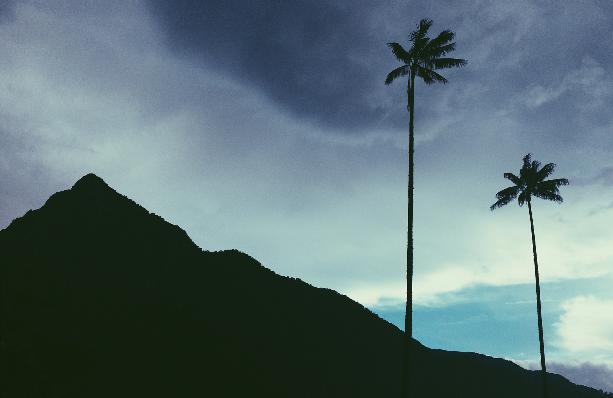 Image of the famously tall palm trees in the Cocora Valley in Colombia - KILROY