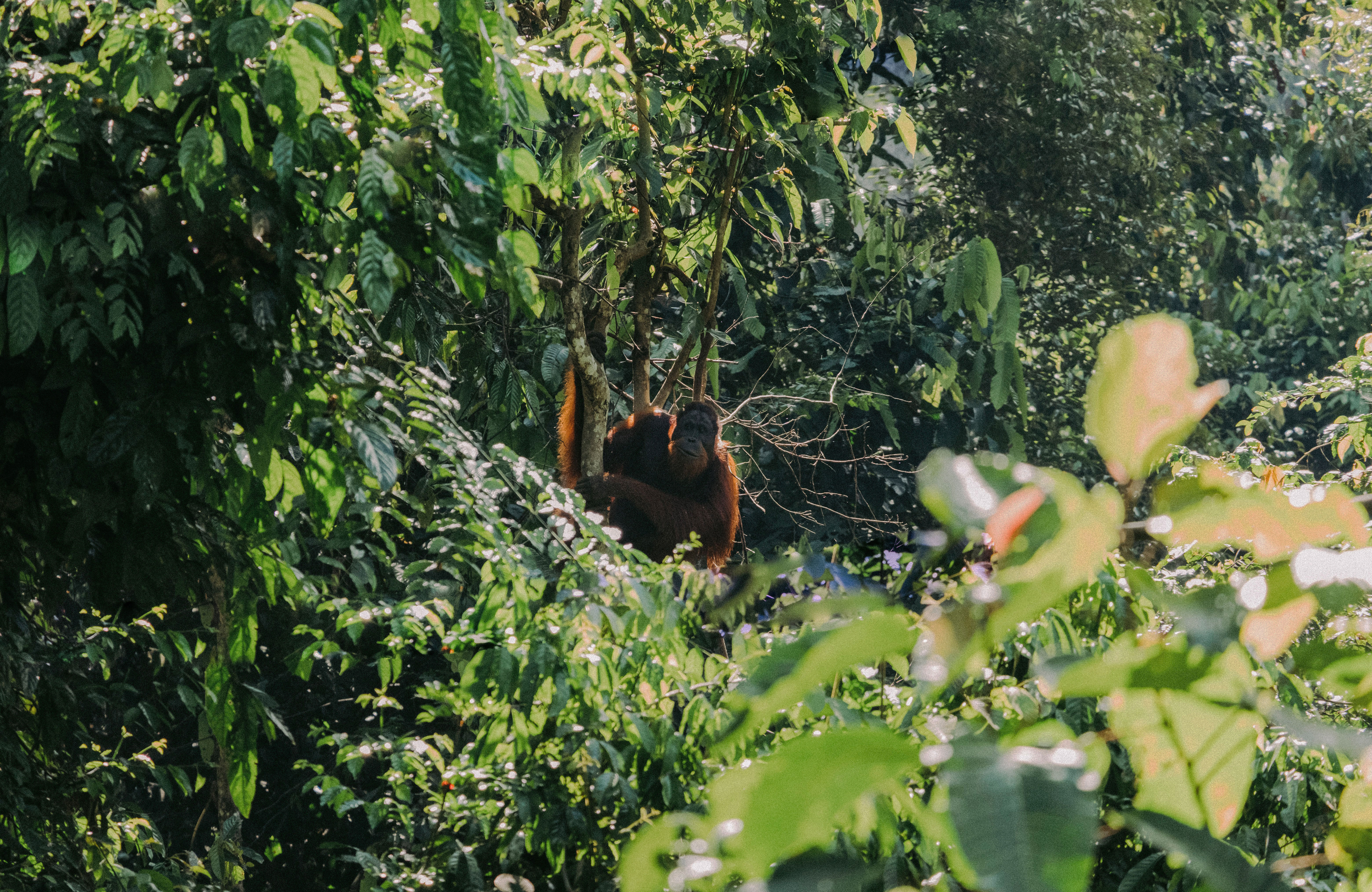 Orangutan On Sumatra In The Jungle, Hanging In A Tree