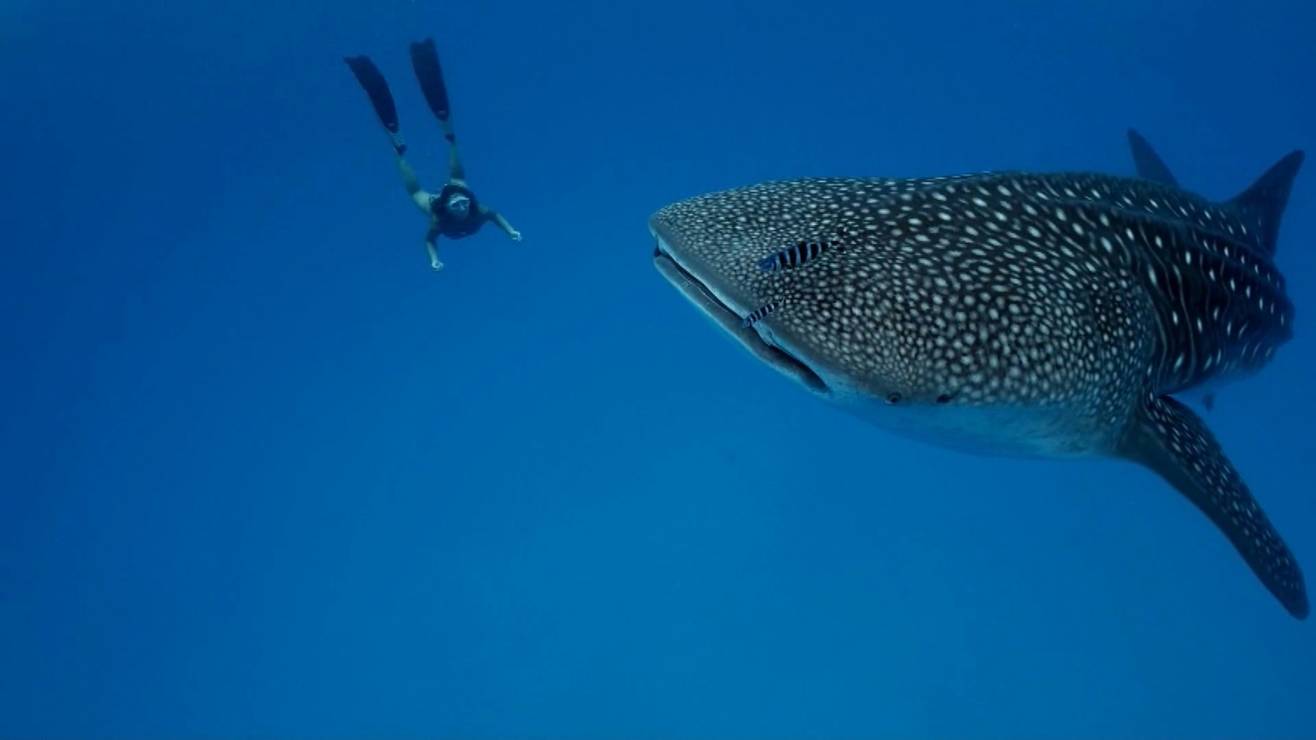 Image of a free diver and whale shark underwater - KILROY