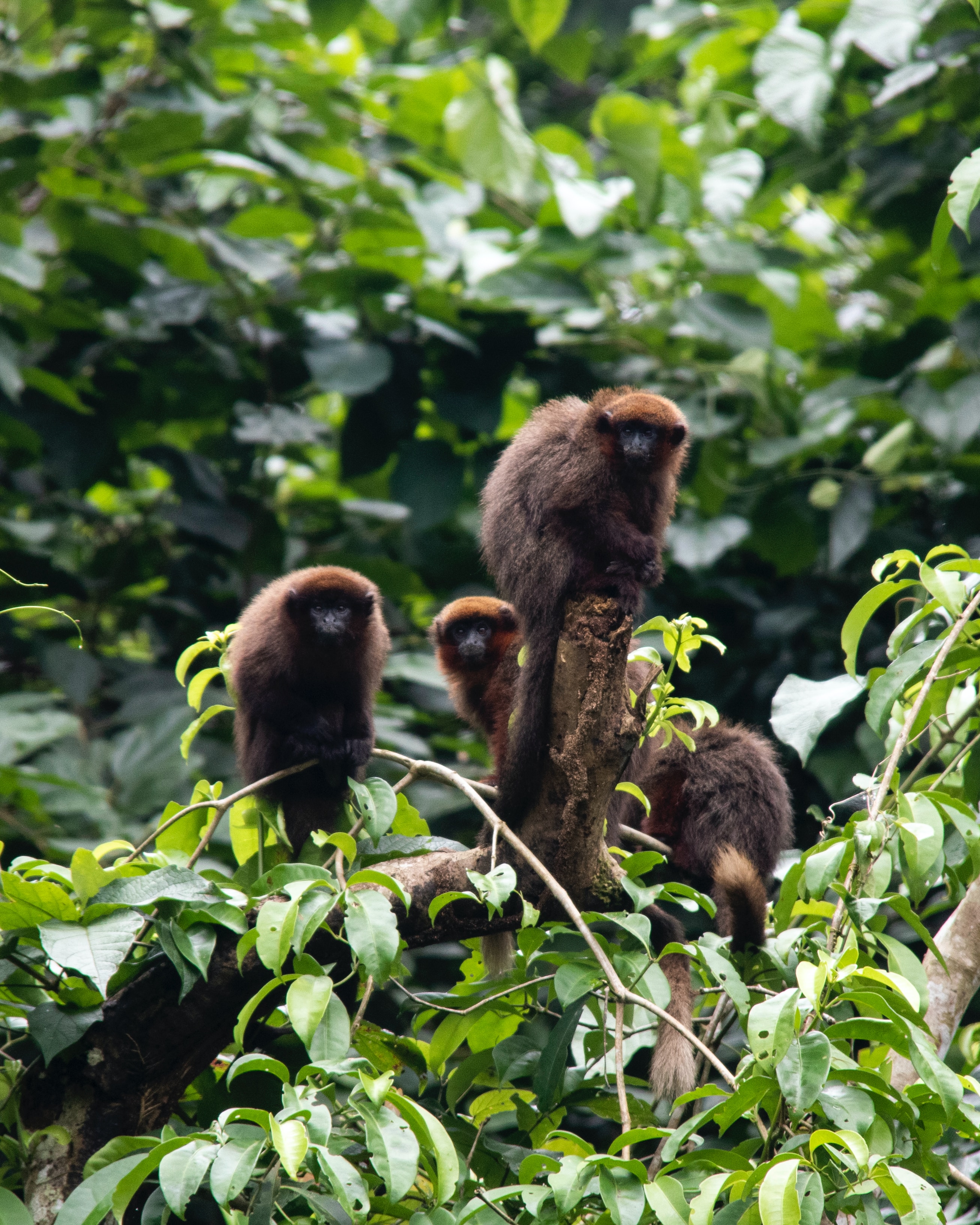 Image of monkeys in the trees of the Peruvian Amazon - KILROY