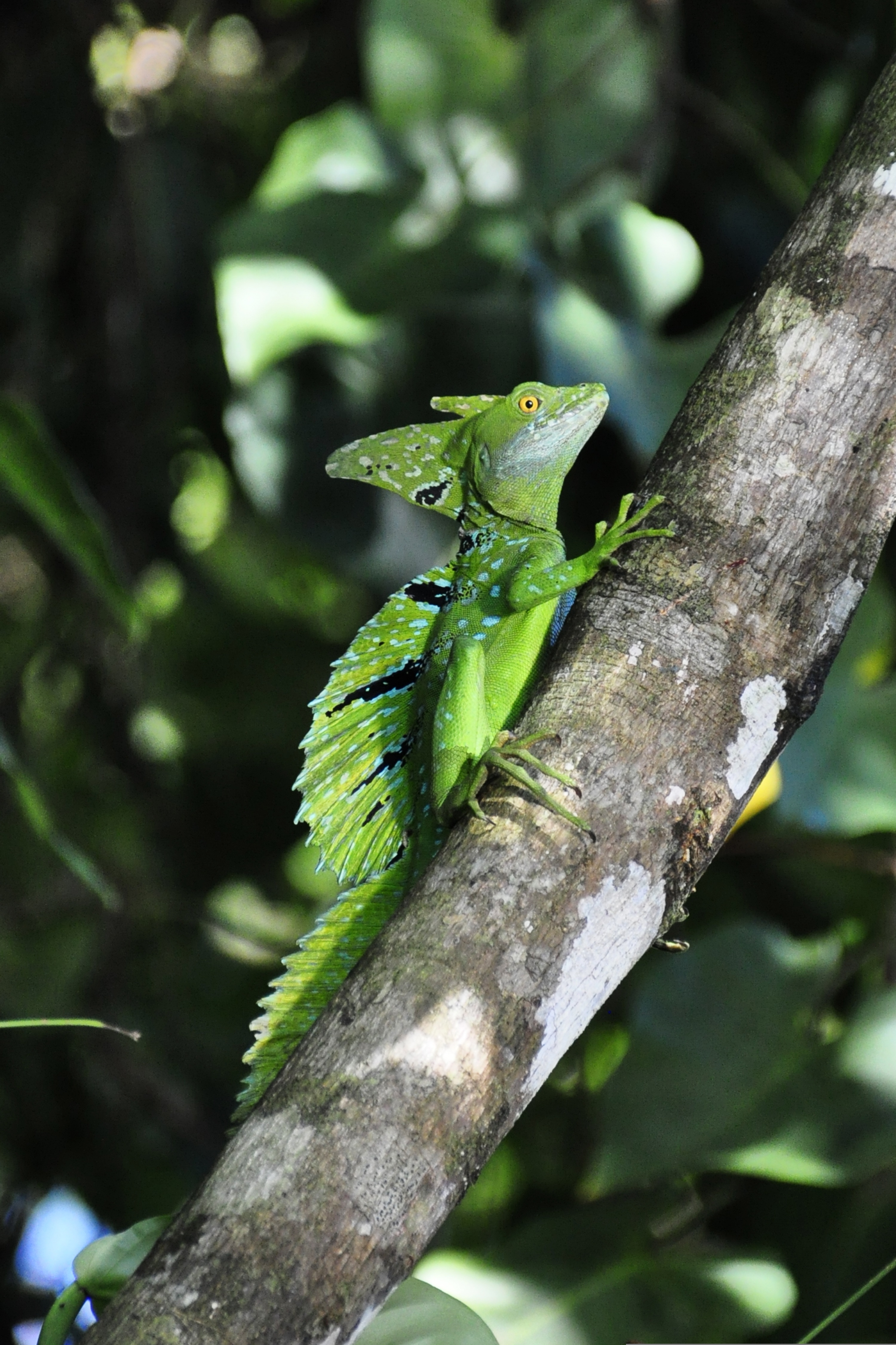 Image of a green lizard on a tree in Costa Rica - KILROY