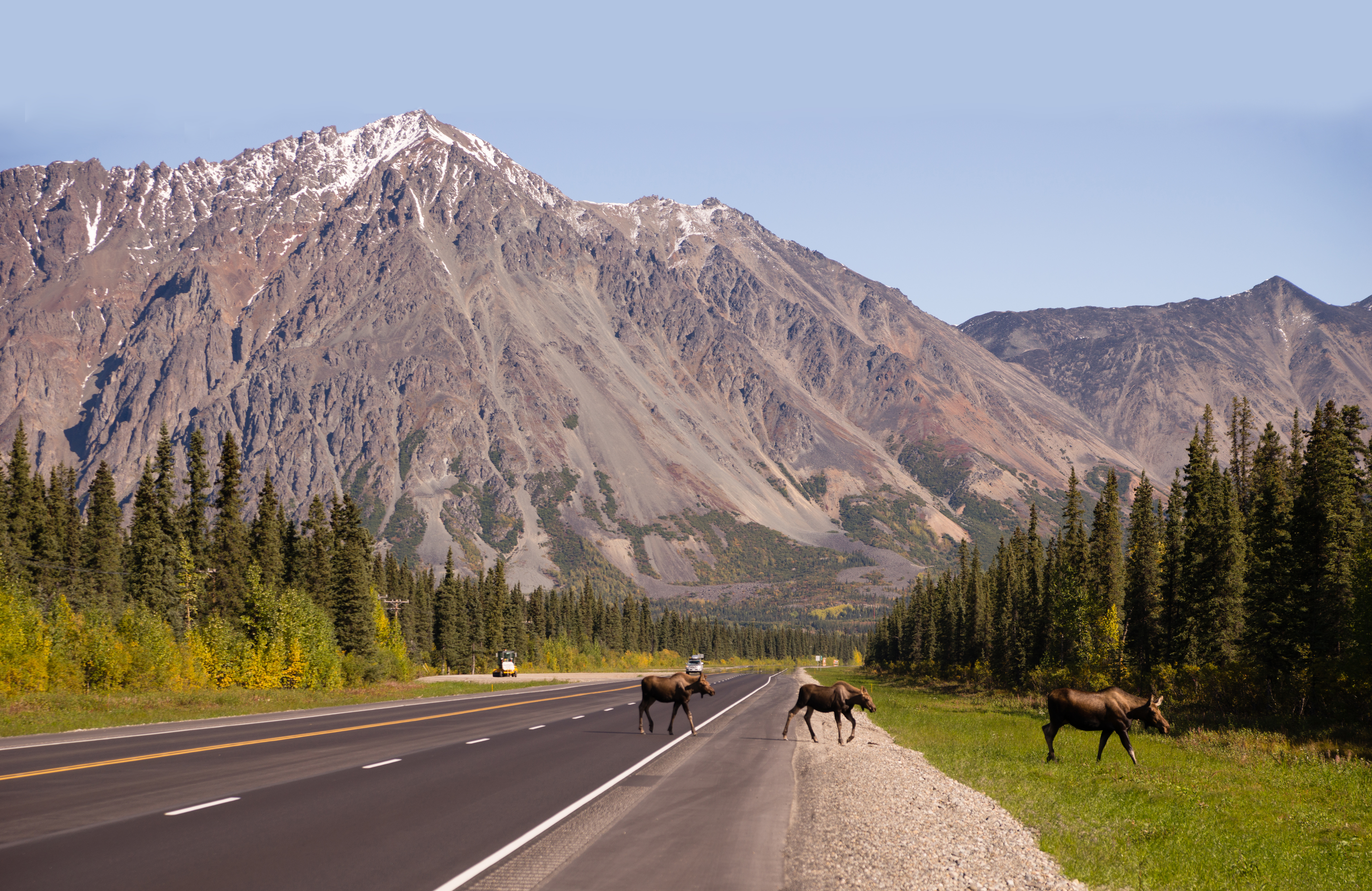 Alaska Moose Road Shutterstock 317739512