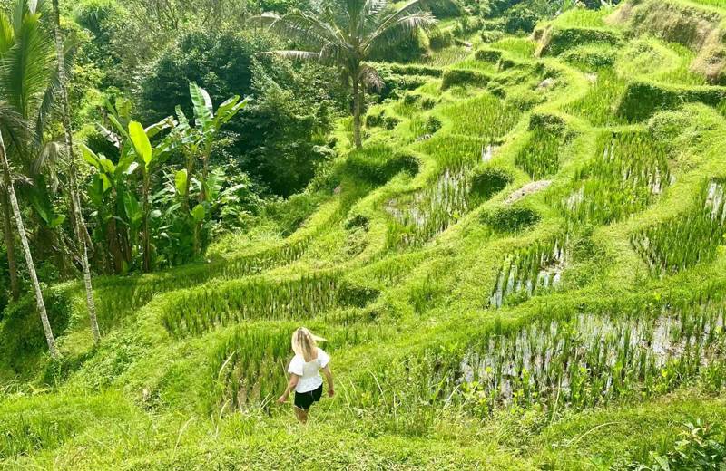 Image of verdant rice terraces in Ubud on the island of Bali in Indonesia - KILROY