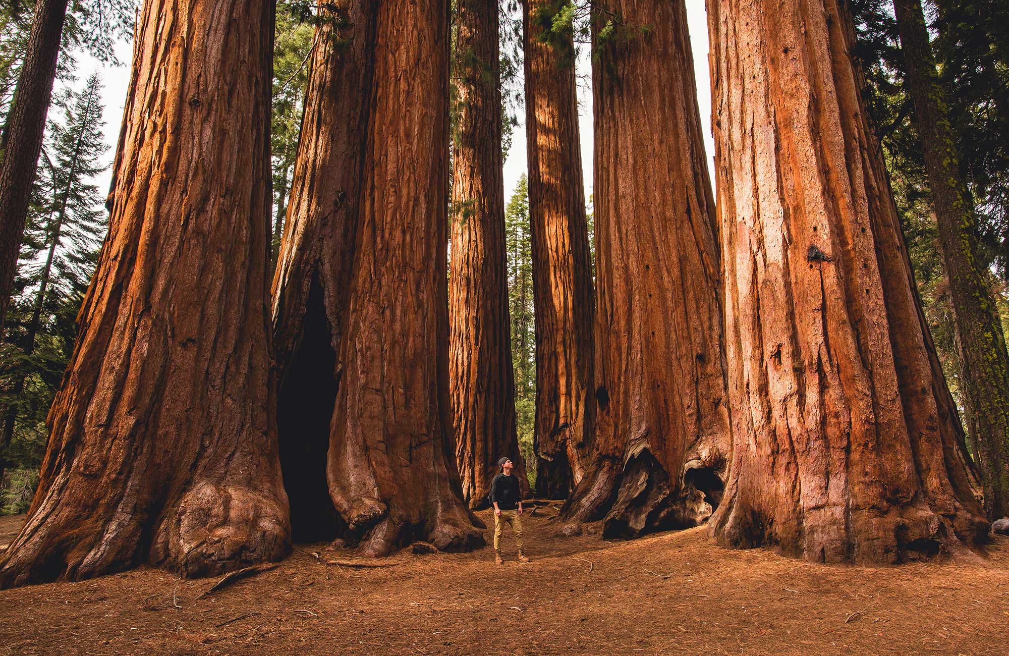 Image of the famous towering trees in California's Redwood Forest - KILROY