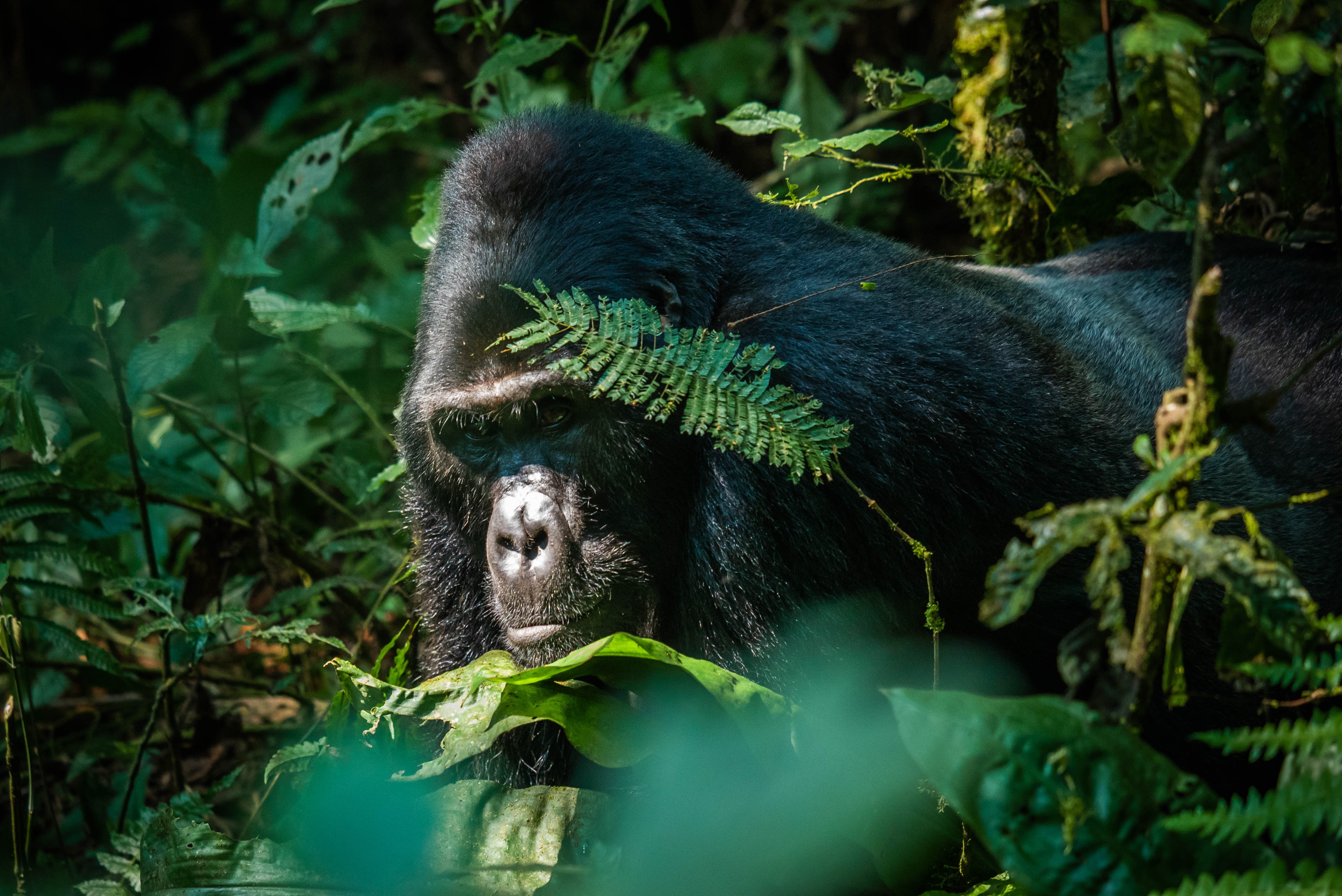 Image of a mountain gorilla seen through vegetation in Uganda - KILROY