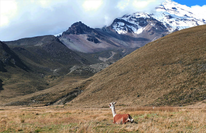 Llama laying in a valley in Guayaquil, Ecuador with snow-topped mountains in the background