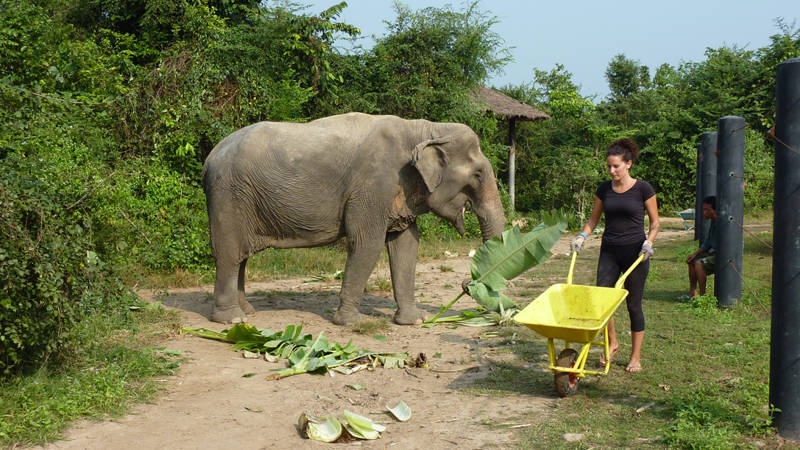 Image of a volunteer feeding an elephant in Thailand on a volunteering project - KILROY