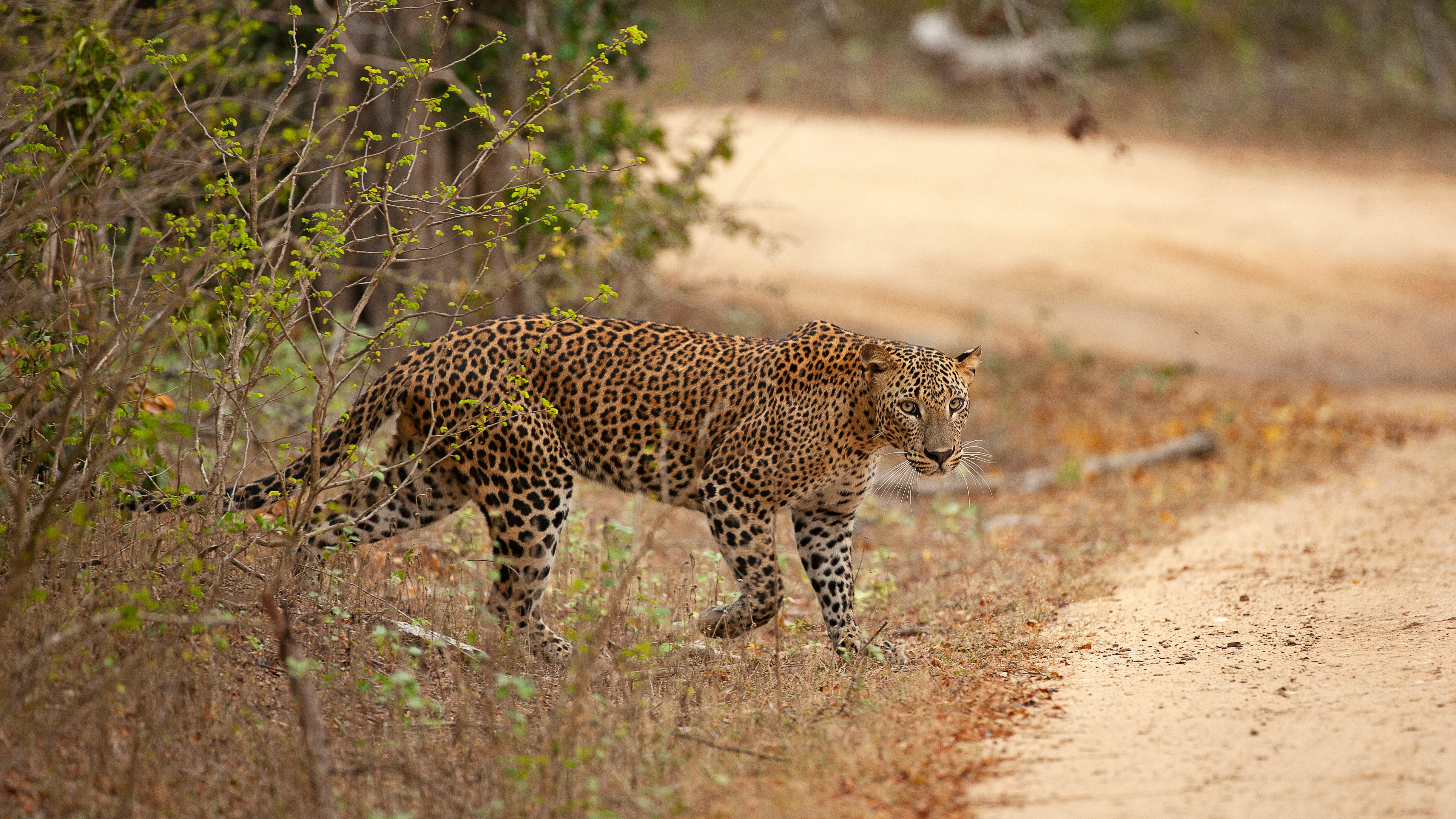 Image of a leopard in Yala National Park - KILROY
