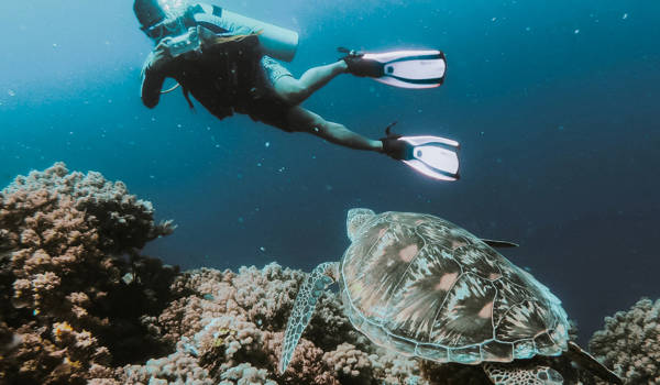Person Scuba Diving With A Sea Turtle In The Philippines
